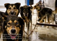 ©KalynHoll_vetchecks_YukonQuestAK2024-00568