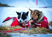 ©KalynHoll_circleckpt_YukonQuestAK2025-04238