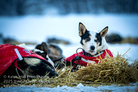 ©KalynHoll_circleckpt_YukonQuestAK2025-04231