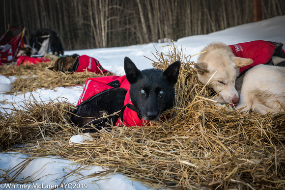 6_Eagle_YukonQuest2019-1661