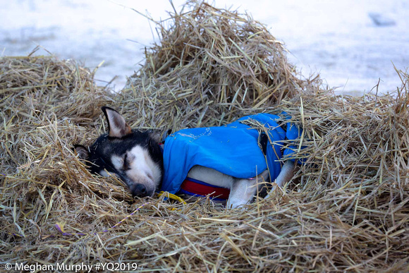 Laura Allaway_s dogs sleep in a mountain of straw