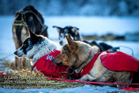 ©KalynHoll_circleckpt_YukonQuestAK2025-04234