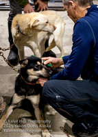 ©KalynHoll_vetchecks_YukonQuestAK2024-00560