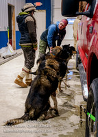 ©KalynHoll_vetchecks_YukonQuestAK2024-00596