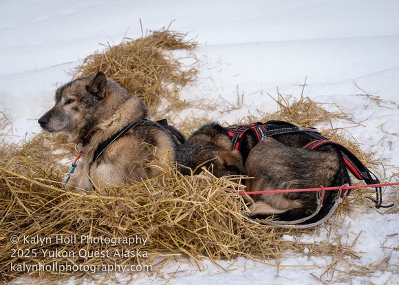 ©KalynHoll_Mile101_YukonQuestAK2025-01061