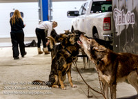 ©KalynHoll_vetchecks_YukonQuestAK2024-00556