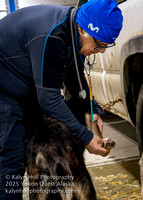 ©KalynHoll_vetchecks_YukonQuestAK2024-00561